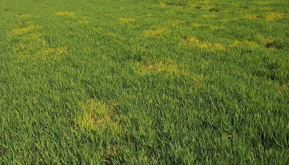 A field of winter barley infected with BYDV